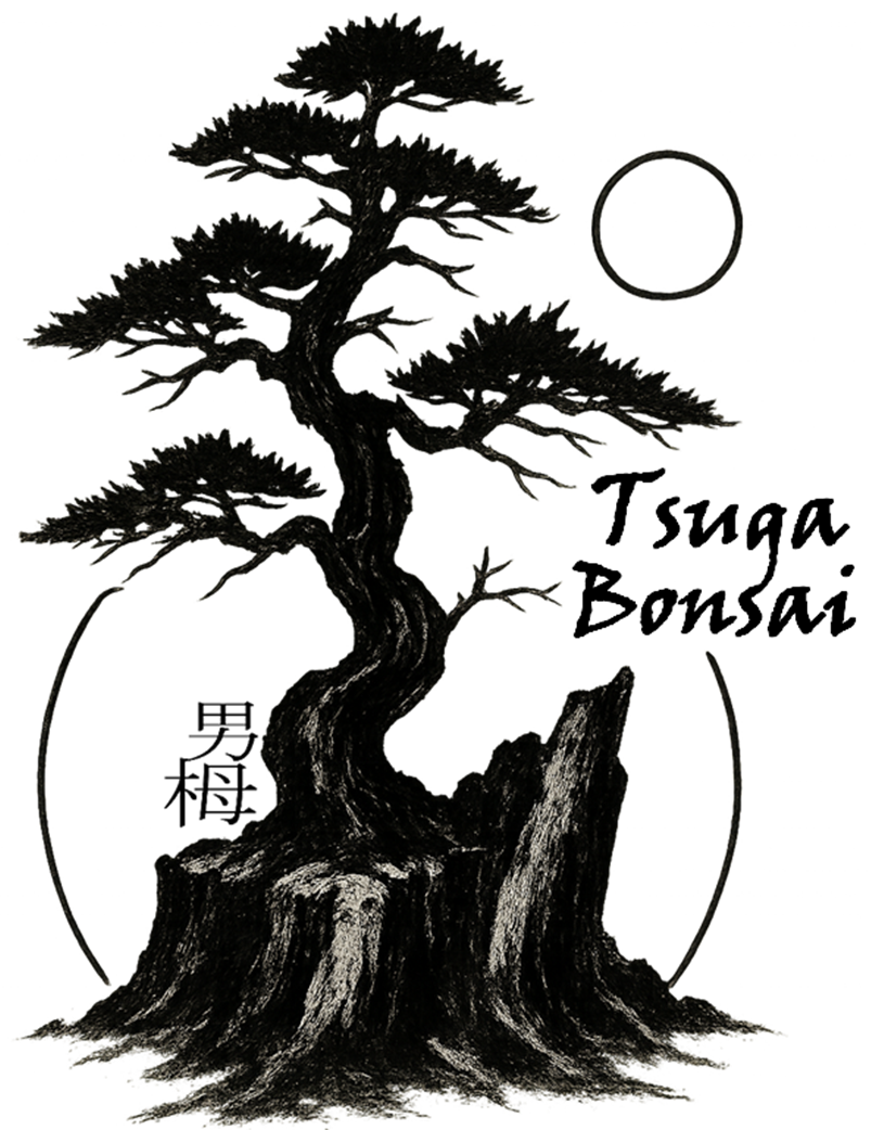 Bonsai - Tsuga